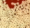 Dice Close-Up