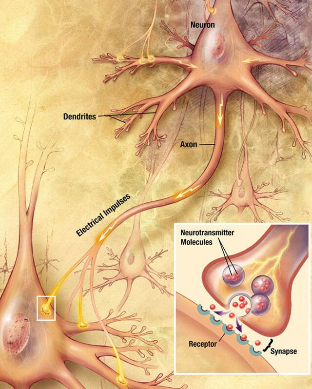 Neural synapse — site of psychedelic compound action